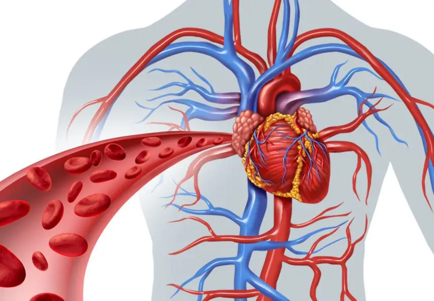 laboratory diagnostics of vascular diseases