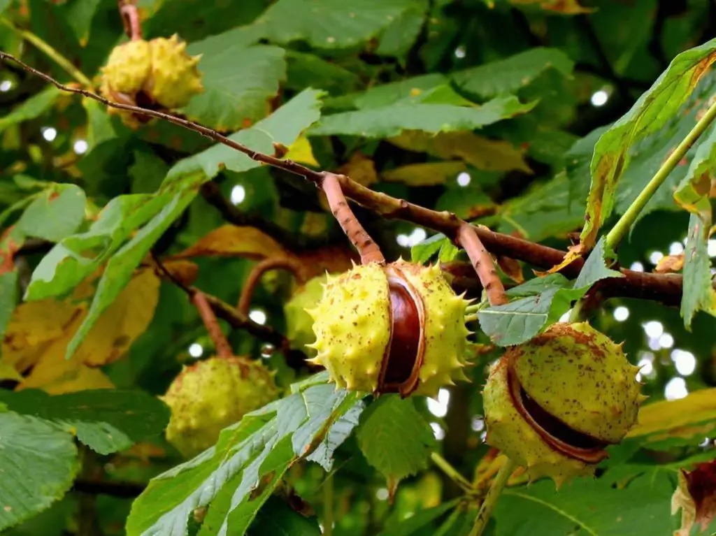 castanha de cavalo