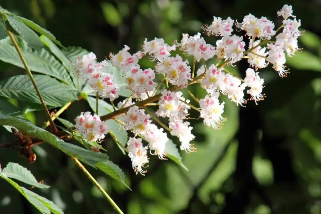 fleurs de marronnier d'Inde