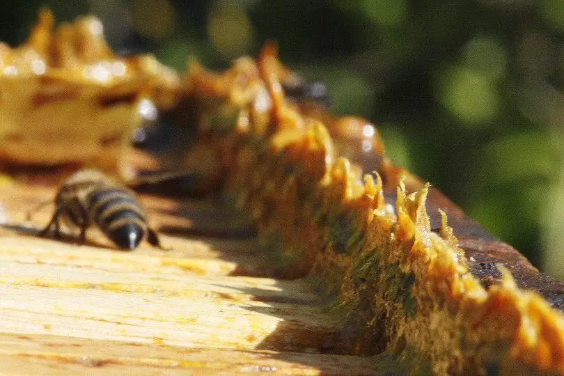 Die Zusammensetzung von Propolis