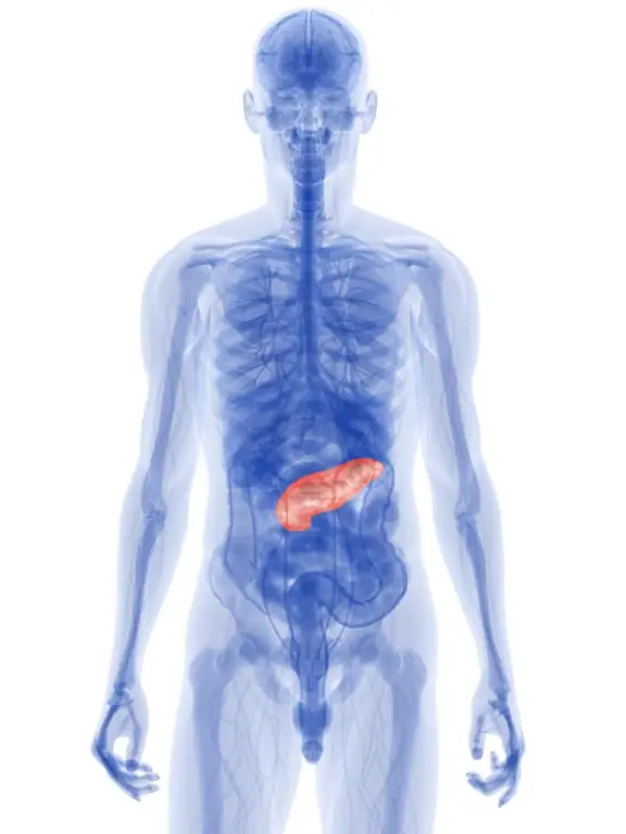 Location of the pancreas in the body