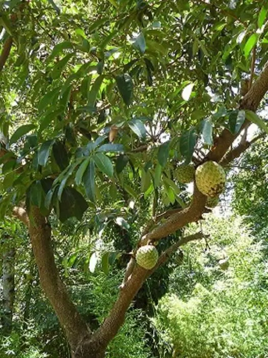 ressenyes de guanabana dels metges