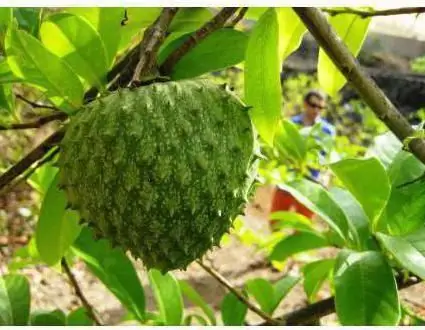 guanabana cancer fruit