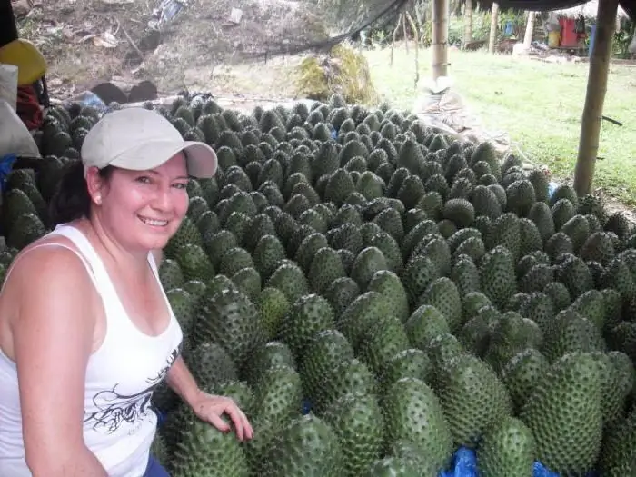 guanabana frugt, der ikke helbreder kræft