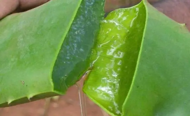 aloe in the nose from a cold