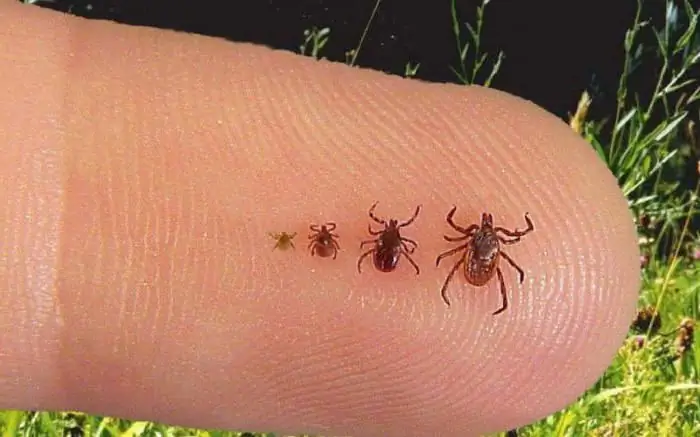 tick remover