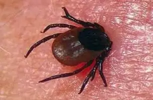 after tick removal