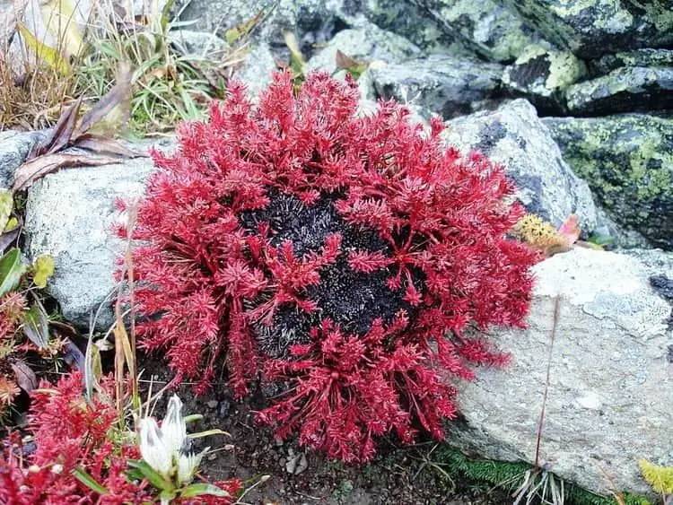 Composizione pennello rosso