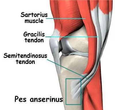 semimembranosus sene