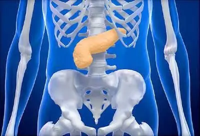 pancreatic elastase in feces