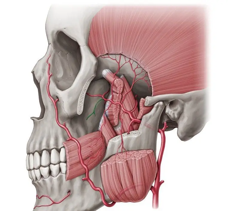 blood supply and innervation of teeth