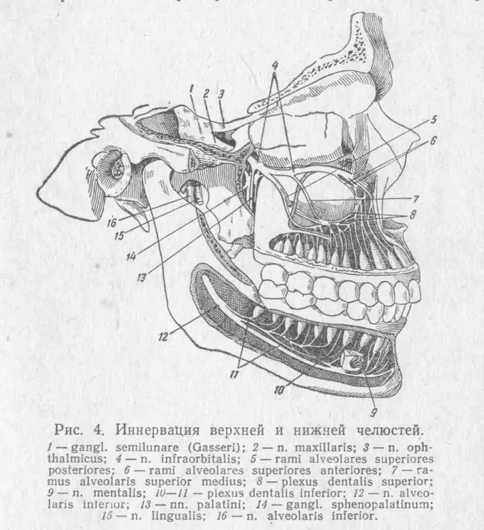 Innervation der oberen und unteren Zähne