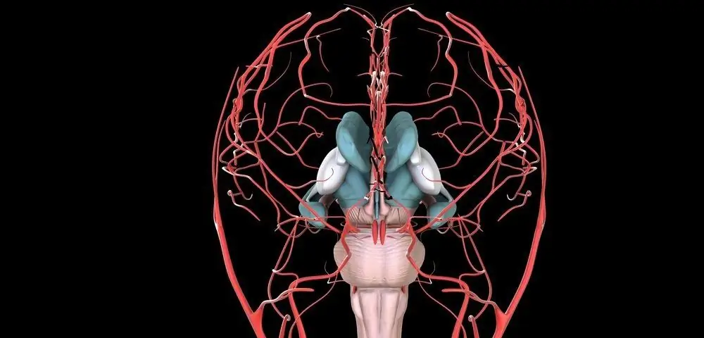 dopplerography doppler of vessels of the head and neck