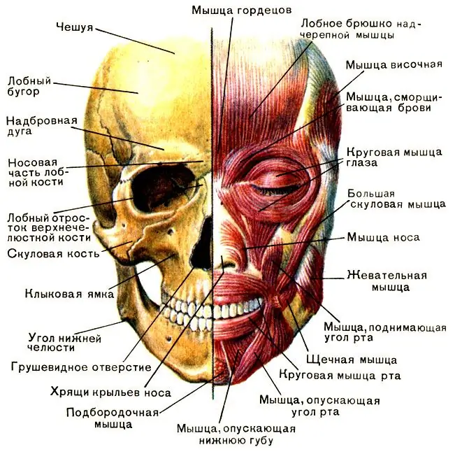 Svaly hlavy