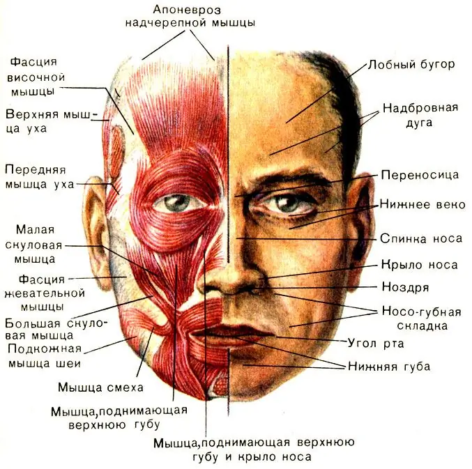 Facial muscles 2