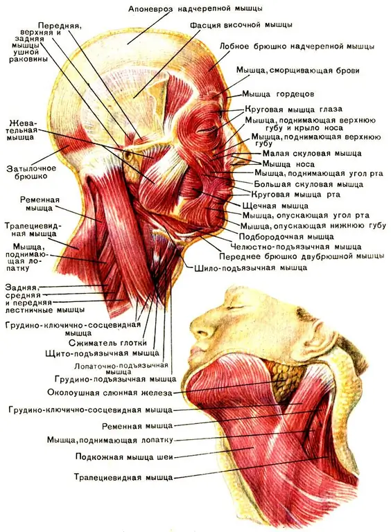 Neck muscles