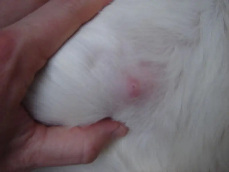 Tick bite on a dog