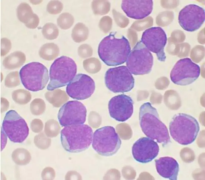 The role of lymphocytes in the body