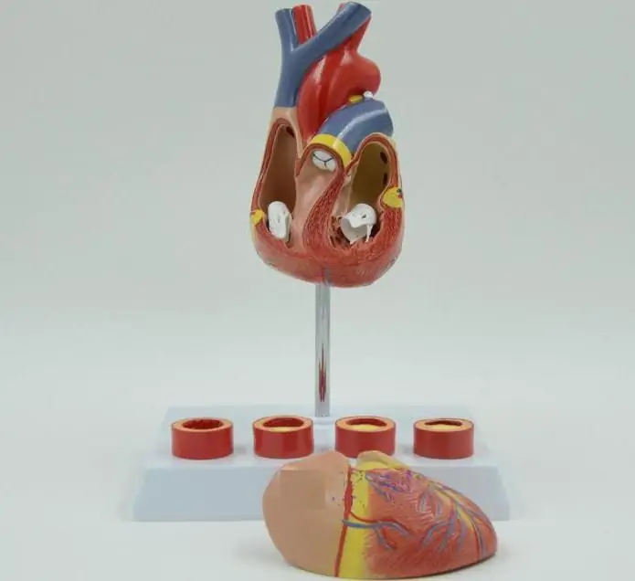 tricuspid valve