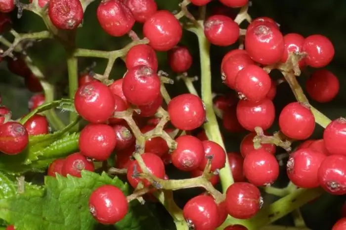 rode vlierbessen nuttige eigenschappen