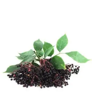 คุณสมบัติที่มีประโยชน์ black elderberry