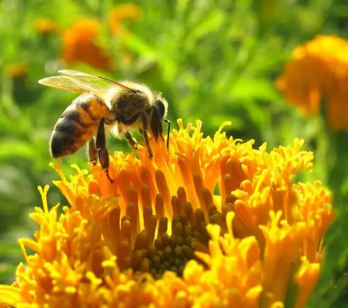 mikä on propolis