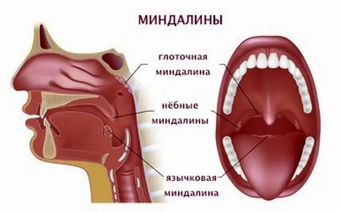 Бадамша бездердің орналасуы