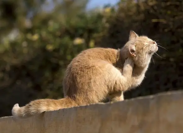 Ectoparassiti del gatto