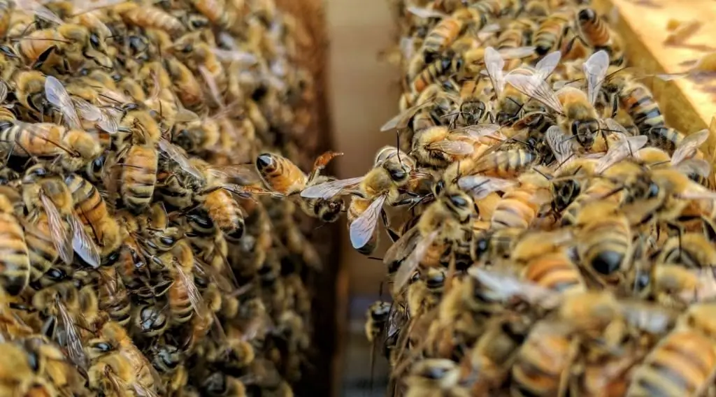 bees at work