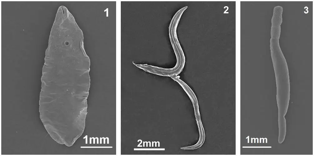 drogas anti-helmínticas para humanos