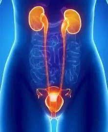 how and where primary urine is formed