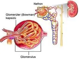 tempat terbentuknya urin primer