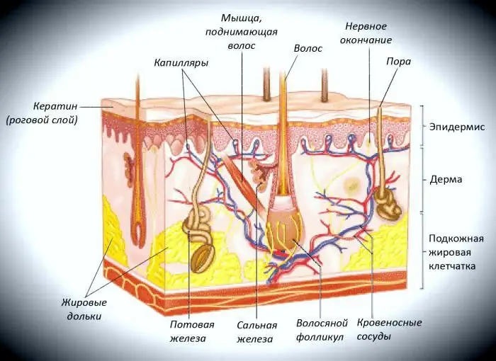 human skin structure and functions