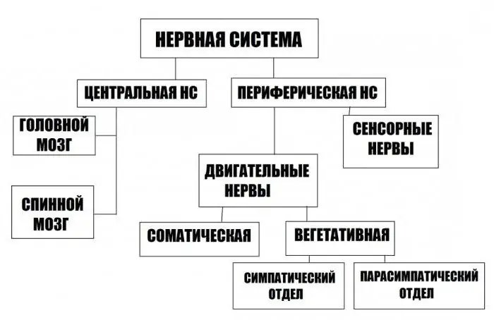 clasificarea sistemelor nervoase