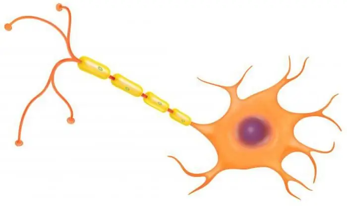 structure of the central nervous system