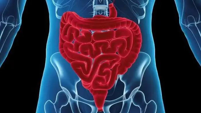 development of the nervous system