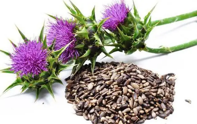 milk thistle fiber benefits and harms