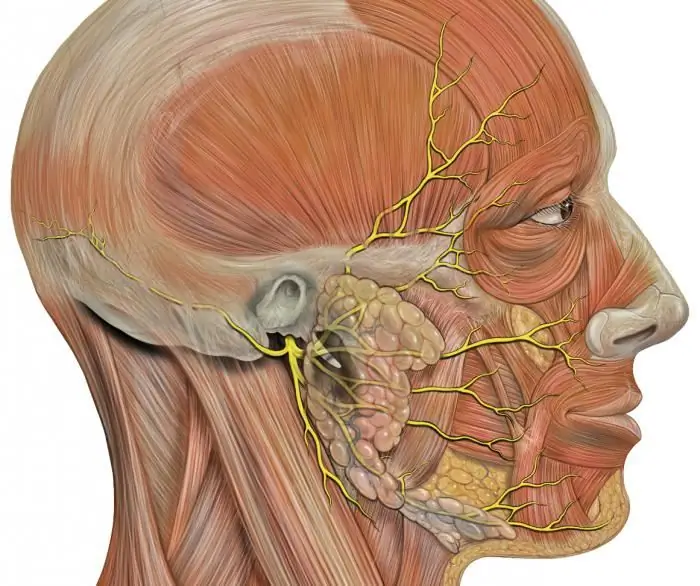 symptômes du nerf facial congestionné