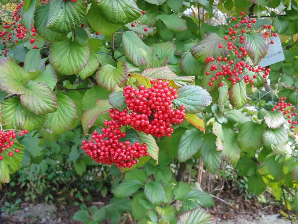 Viburnum vermellpropietats útils i contraindicacions