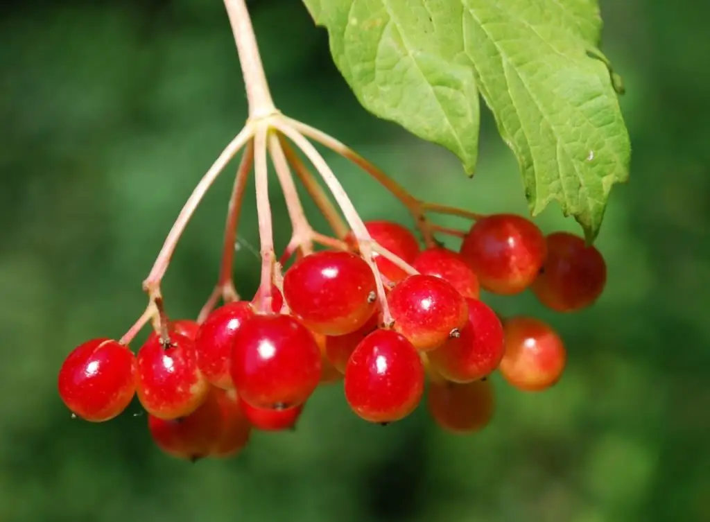 Kalina rosso proprietà e ricette utili