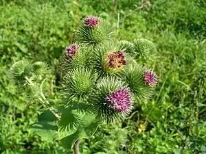 burdock програм