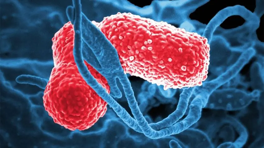 kabuuang subtotal na pneumonia