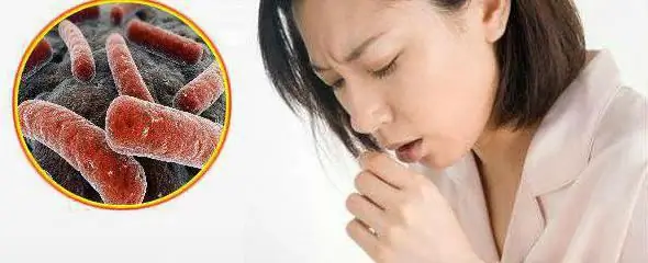 Medvedka treats tuberculosis treatment of tuberculosisMedvedka