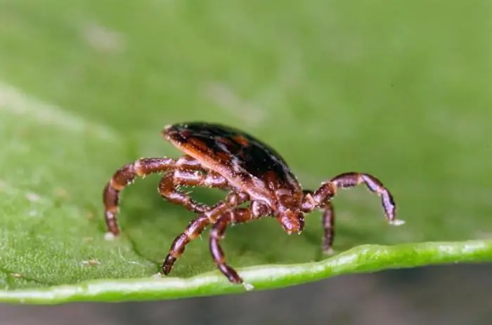 tractament de les conseqüències de l'encefalitis