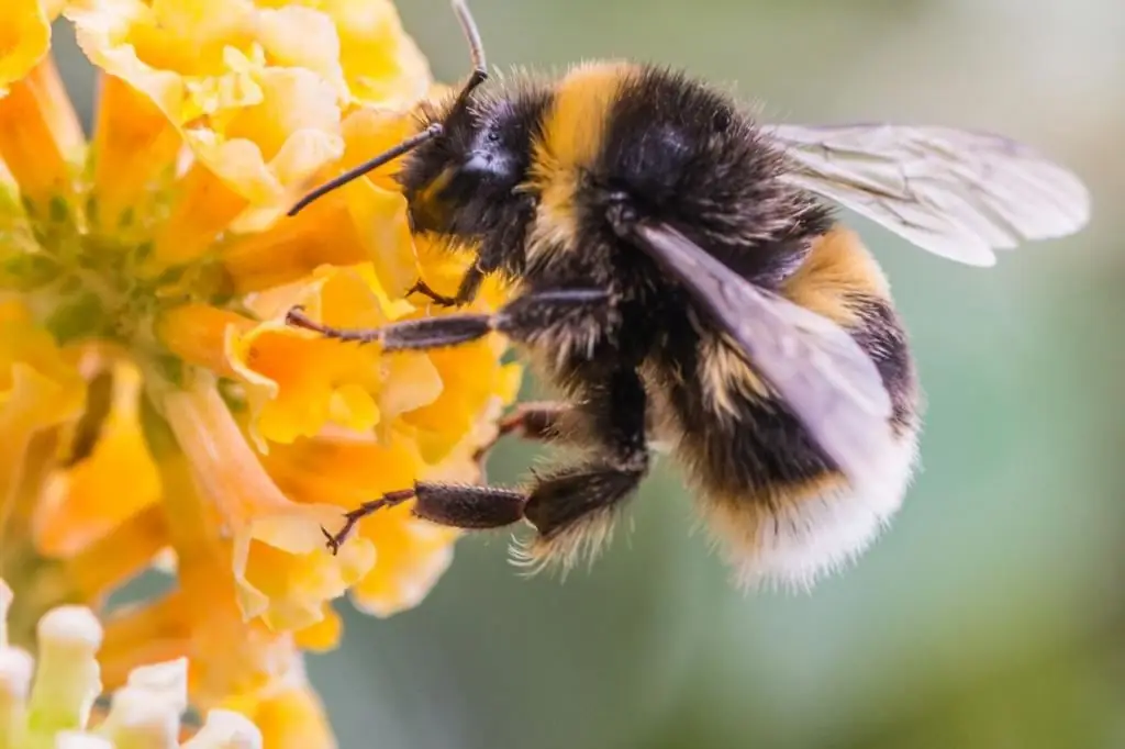 Soğuk algınlığına çare olarak propolis