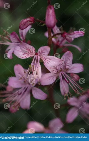 Kupena officinalis: ljekovita svojstva i primjena