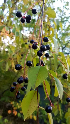 Bird cherry berries: useful properties, photo