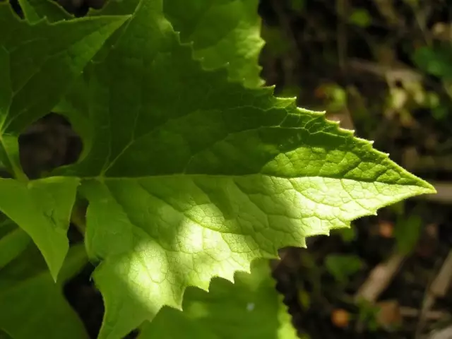 Potentilla goose: medicinal properties and contraindications