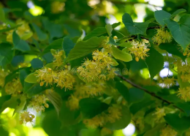 লিন্ডেন ফুল: ঔষধি গুণাবলী এবং ব্যবহার