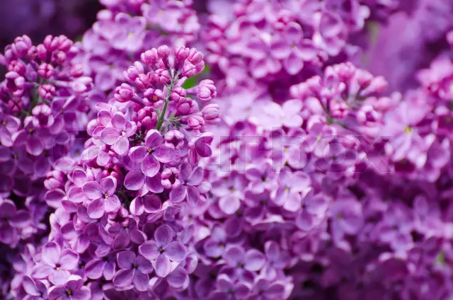 Healing properties of lilac flowers: use in medicine and contraindications